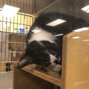 PetSmart - Cat - Pet Training Near Me - Marietta, Georgia PetSmart - Cat - Pet Training Near Me - Marietta, Georgia