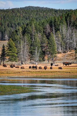 Hayden Valley by null