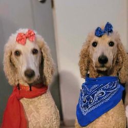 Sunny Doodle Farm