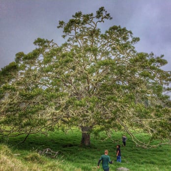Hawaiian Legacy Tours - Walking Tours Near Me - Paauilo, Hawaii