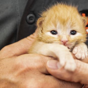 VetIQ Petcare - Veterinarians Near Me - Camden, Delaware VetIQ Petcare - Veterinarians Near Me - Camden, Delaware