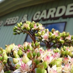 Jack & Dick's Feed & Garden