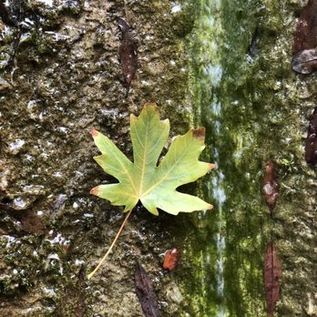 Rose Valley Falls - Leaf stuck on rock of waterfall - Hiking Near Me - Ojai, California Rose Valley Falls - Leaf stuck on rock of waterfall - Hiking Near Me - Ojai, California