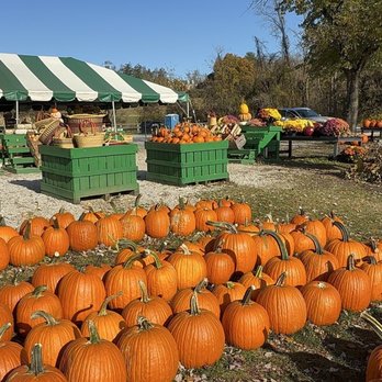 Misty Valley Farms - Beautiful pumpkins - Farmers Market Near Me - Baltimore, Maryland Misty Valley Farms - Beautiful pumpkins - Farmers Market Near Me - Baltimore, Maryland