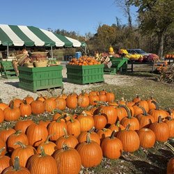 Misty Valley Farms - Beautiful pumpkins
