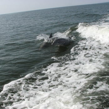 Wild Bills Waterworks - Jet Boat Dolphin Tours...photo from a tour! - Boat Charters Near Me - Nags Head, North Carolina Wild Bills Waterworks - Jet Boat Dolphin Tours...photo from a tour! - Boat Charters Near Me - Nags Head, North Carolina