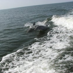 Wild Bills Waterworks - Jet Boat Dolphin Tours...photo from a tour!
