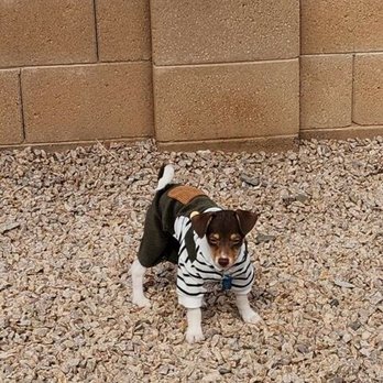 Cause 4 Paws - Nutmeg - Thrift Stores Near Me - Mesa, Arizona