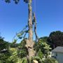 Photo of All Terrain Tree Removal