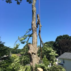 All Terrain Tree Removal