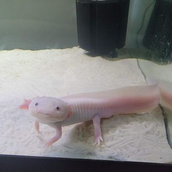 Axolotl Planet - Local Fish Stores Near Me - Dallas, Texas Axolotl Planet - Local Fish Stores Near Me - Dallas, Texas