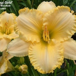 Woodside Nursery