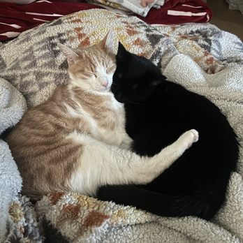 Advanced Veterinary Medical Center - Cuddles - Veterinarians Near Me - Milpitas, California Advanced Veterinary Medical Center - Cuddles - Veterinarians Near Me - Milpitas, California