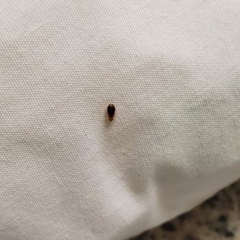 Comfort Inn Yosemite Area - Bed bug that just bit me 3 times - Hotels Near Me - Oakhurst, California Comfort Inn Yosemite Area - Bed bug that just bit me 3 times - Hotels Near Me - Oakhurst, California