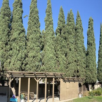 Ureno Tree Service - The before mess of cypress trees - Tree Services Near Me - Anaheim, California Ureno Tree Service - The before mess of cypress trees - Tree Services Near Me - Anaheim, California