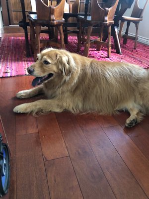 marks mobile dog wash