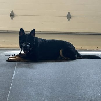 Region K9 - Police K9 Program - Pet Training Near Me Region K9 - Police K9 Program - Pet Training Near Me