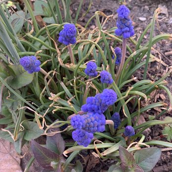 Denver Botanic Gardens - Blooms - Botanical Gardens Near Me - Denver, Colorado