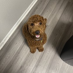Pet Wize - My dog