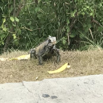 Brenda And Franko's Fun Tours - An Iguana wanted to join the fun! - Historical Tours Near Me - Saint Thomas, Virgin Islands Brenda And Franko's Fun Tours - An Iguana wanted to join the fun! - Historical Tours Near Me - Saint Thomas, Virgin Islands