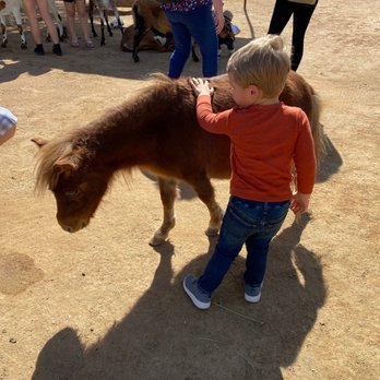 MacDonald's Ranch - Mini pony - Horseback Riding Near Me - Scottsdale, Arizona