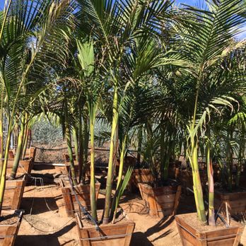 CMA Growers - Nurseries & Gardening Near Me - Oceanside, California CMA Growers - Nurseries & Gardening Near Me - Oceanside, California