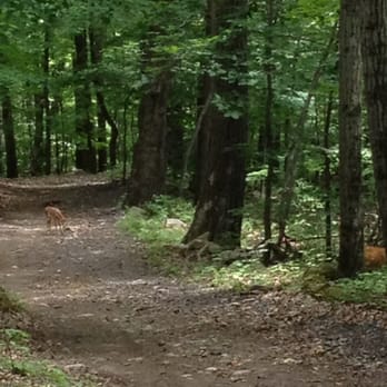 Echo Lake Stables - You can see a wide variety of animals out on the trail - Horseback Riding Near Me - Newfoundland, New Jersey