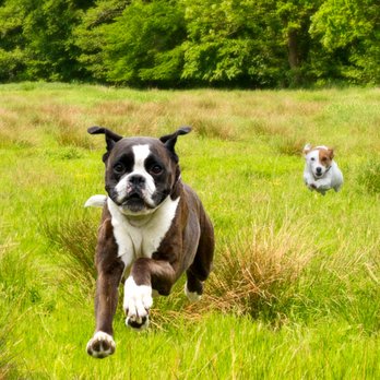 Harmony Dog Training - Unleash the awesome power of positive reinforcement! - Pet Training Near Me - New York, New York