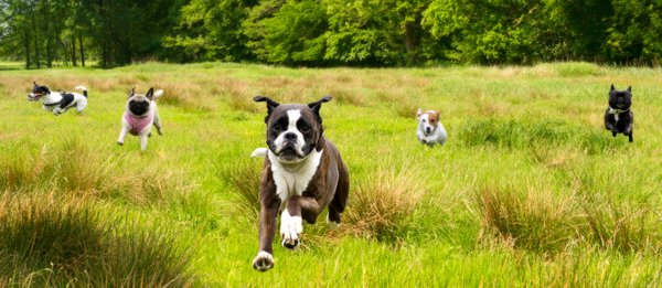 BEHAVIOR PROBLEM SOLVING - Gentle, effective solutions for behavior issues, including puppy chewing and biting; separation distress; excessive barking; counter surfing; stealing and guarding household items; discomfort with being handled, groomed, or leashed; fear of people, dogs, or the environment; aggression to other dogs, or to people. BEHAVIOR PROBLEM SOLVING - Gentle, effective solutions for behavior issues, including puppy chewing and biting; separation distress; excessive barking; counter surfing; stealing and guarding household items; discomfort with being handled, groomed, or leashed; fear of people, dogs, or the environment; aggression to other dogs, or to people.