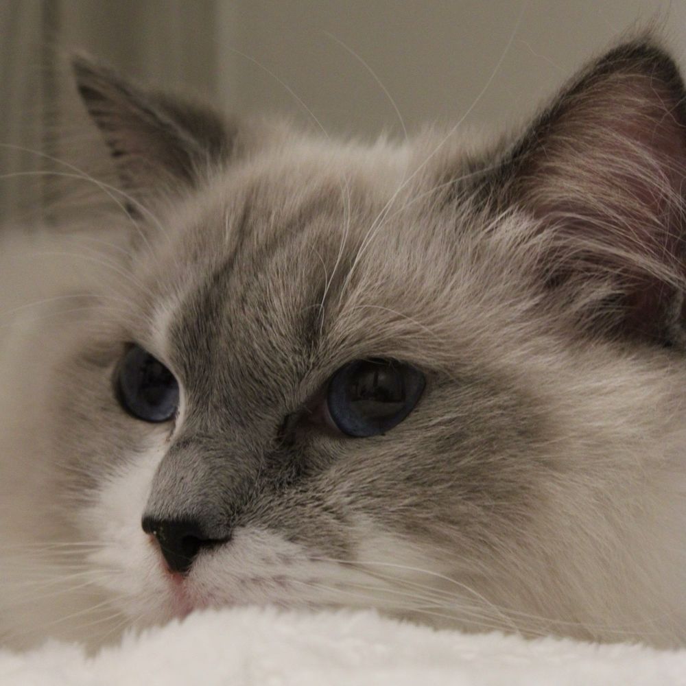 Ragdolljjsweeti - Pet Breeders Near Me Ragdolljjsweeti - Pet Breeders Near Me