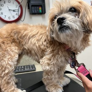 PEBBLE CREEK ANIMAL HOSPITAL - Updated March 2026 - 37 Photos & 80