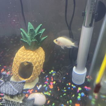 Tropical Fish World - Hhhj - Local Fish Stores Near Me - El Cerrito, California Tropical Fish World - Hhhj - Local Fish Stores Near Me - El Cerrito, California