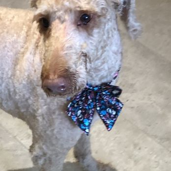 Doggie Styles by Steph - Pet Groomers Near Me