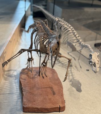 Burke Museum of Natural History and Culture by null Burke Museum of Natural History and Culture by null