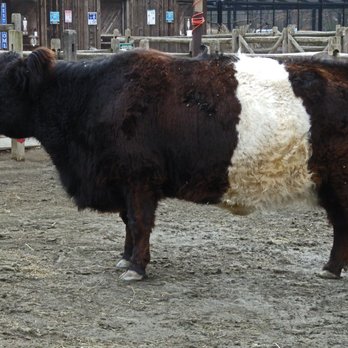 Bergen County Zoo - Belted Galloway - Zoos Near Me - Paramus, New Jersey