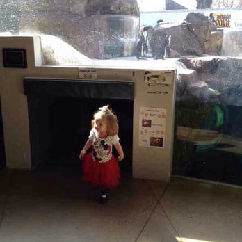 National Aviary - My daughter LOVES the penguin cove, even though she often can't see the Penguins who tend to hang out above. - Zoos Near Me - Pittsburgh, Pennsylvania National Aviary - My daughter LOVES the penguin cove, even though she often can't see the Penguins who tend to hang out above. - Zoos Near Me - Pittsburgh, Pennsylvania