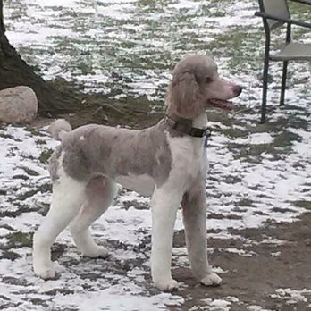 Pampered Pets Plus - Pet Groomers Near Me - Fremont, Michigan Pampered Pets Plus - Pet Groomers Near Me - Fremont, Michigan