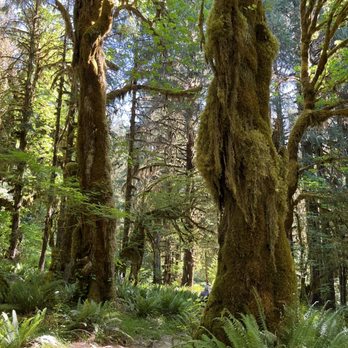 HOH RAINFOREST - Updated September 2024 - 626 Photos & 63 Reviews ...