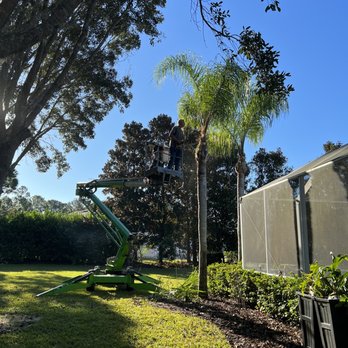 Southern Cuts Tree Service - Tree Services Near Me Southern Cuts Tree Service - Tree Services Near Me