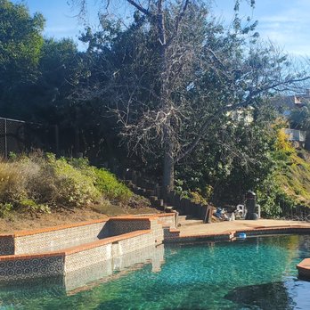 Higuera's Tree Service - Large dead liquid amber - Tree Services Near Me - Lemon Grove, California Higuera's Tree Service - Large dead liquid amber - Tree Services Near Me - Lemon Grove, California