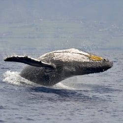 Kayak Olowalu