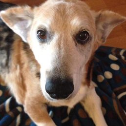 My elderly dog who they take care of