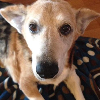 My Pet's Vet - My elderly dog who they take care of - Veterinarians Near Me - Lehigh Acres, Florida