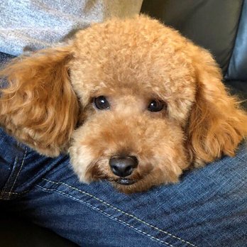 Bubbles & Biscuits Paw Spa - Pet Groomers Near Me - Astoria, New York