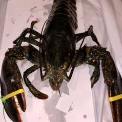 Luffs fish Market - A nice one! 3.7 pounds. Happy New Year! Safe travels! Large lobster tank with all sizes.