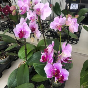 Maclin Open Air Shops - Buy beautiful plants fresh or fake. - Flea Markets Near Me - Ontario, California Maclin Open Air Shops - Buy beautiful plants fresh or fake. - Flea Markets Near Me - Ontario, California