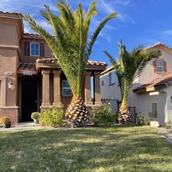 Performance Tree Service - After
