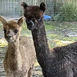 Hope Alpaca Farm