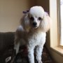 Photo of Furry Friends KR Farm