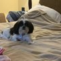 Photo of Portland City Pet Groomers